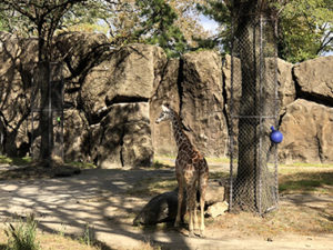 フィラデルフィア動物園-2