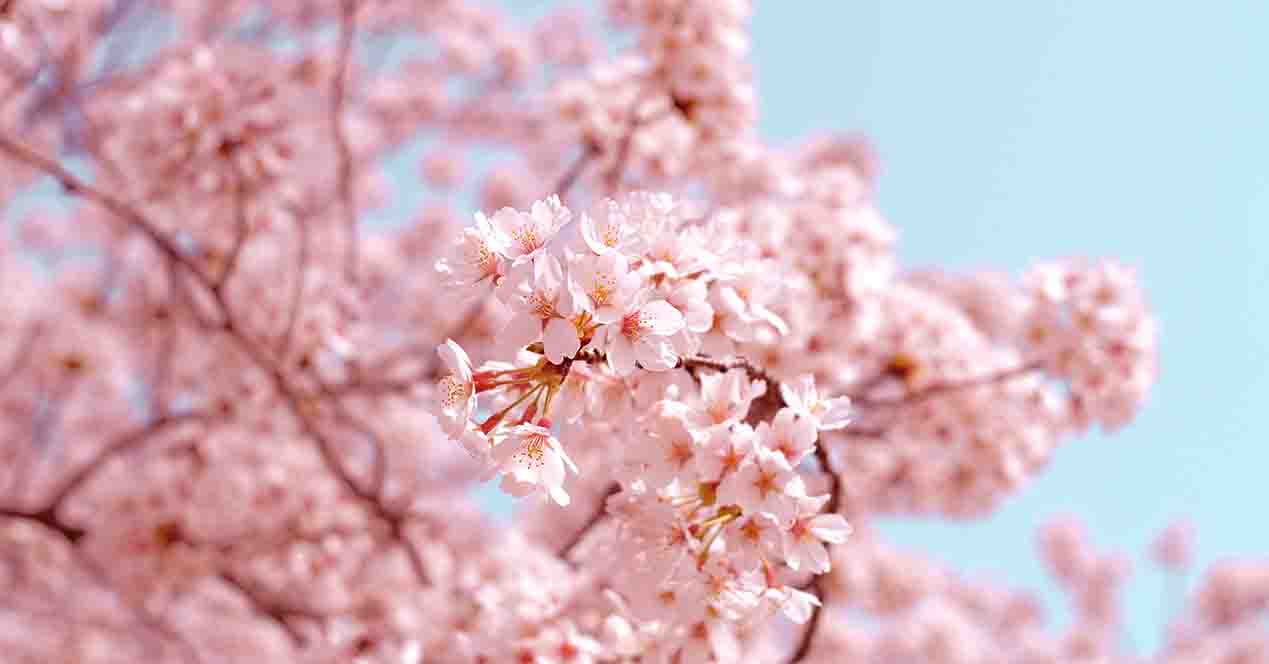 桜