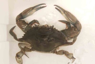 カニ釣り