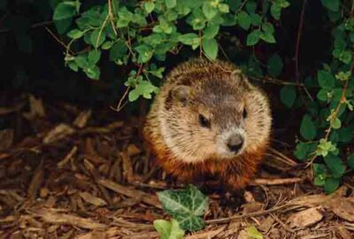 Groundhog day-2020