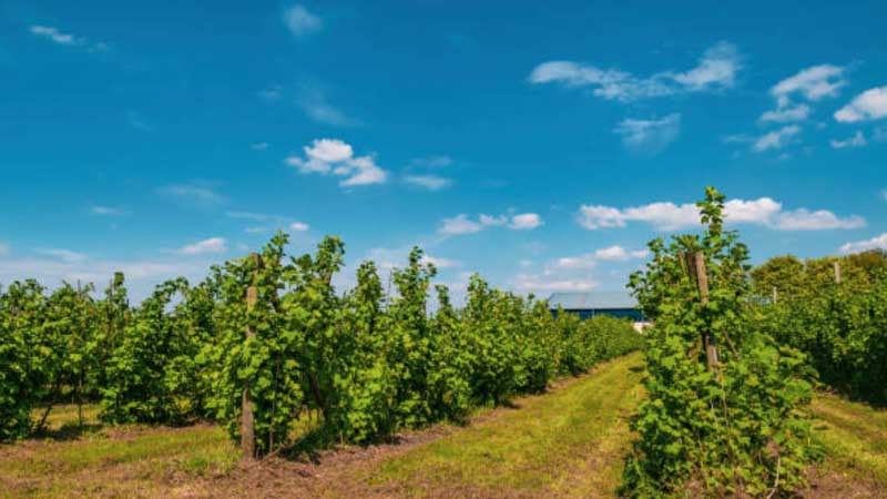 blue berry farm