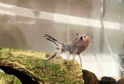 Survivor 金魚