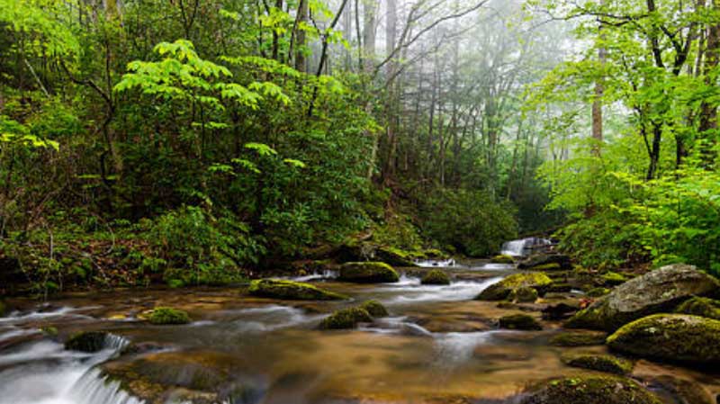 river-ecosystem