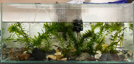 fish-tank-2