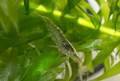 エビの脱皮