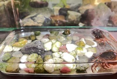 我が家にカニがやってきた！