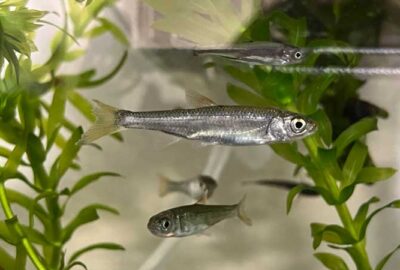 元気すぎて死亡