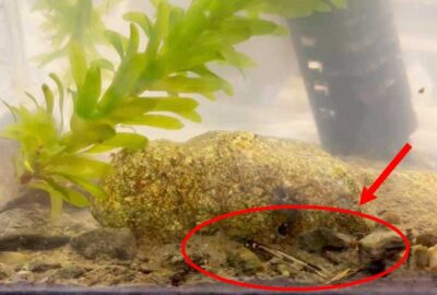 謎の生き物