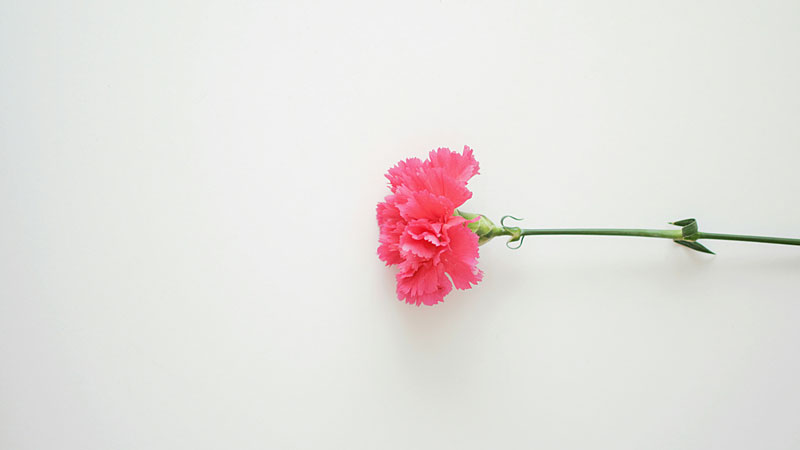 carnation