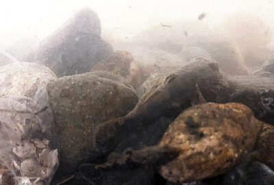 水槽の小魚がたくさん食べられちゃった件
