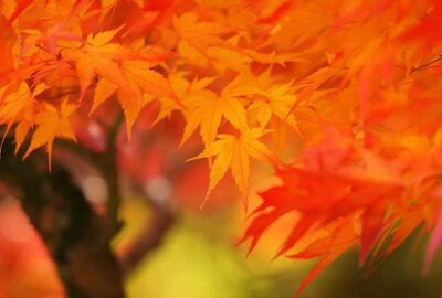 紅葉を見に行⋯⋯かずに部屋に籠もって物書き⋯⋯凶と出るか吉と出るか