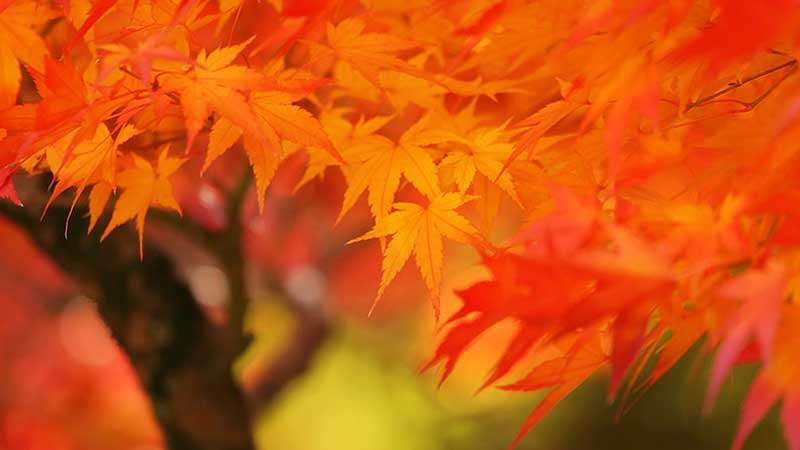 autumn-tree