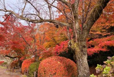 紅葉に間に合った？