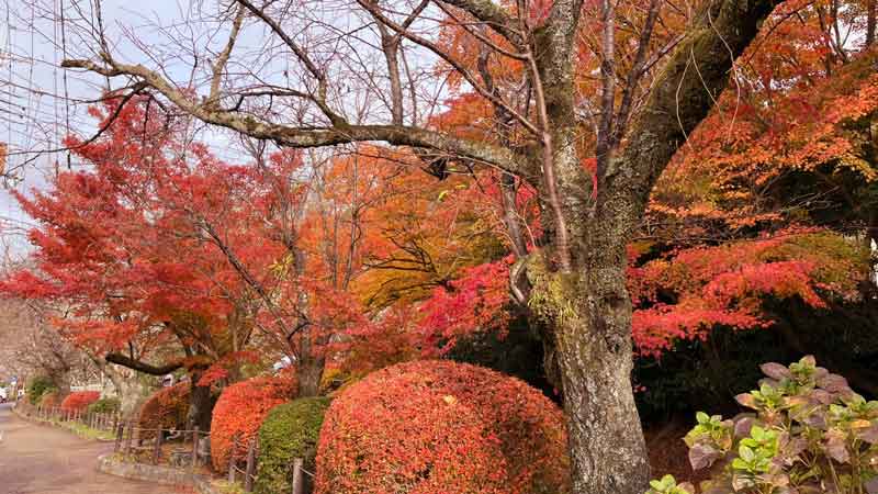 autumn-tree-2