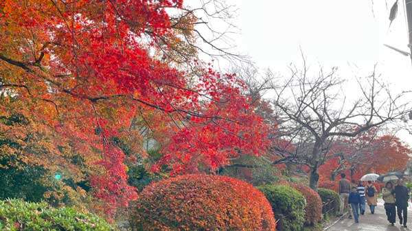 autumn-tree-3