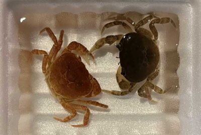 カニさん、分身の術を使う