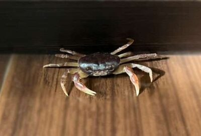 カニさんの脱走劇