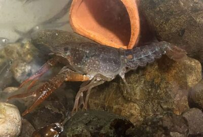 ザリガニの脱皮