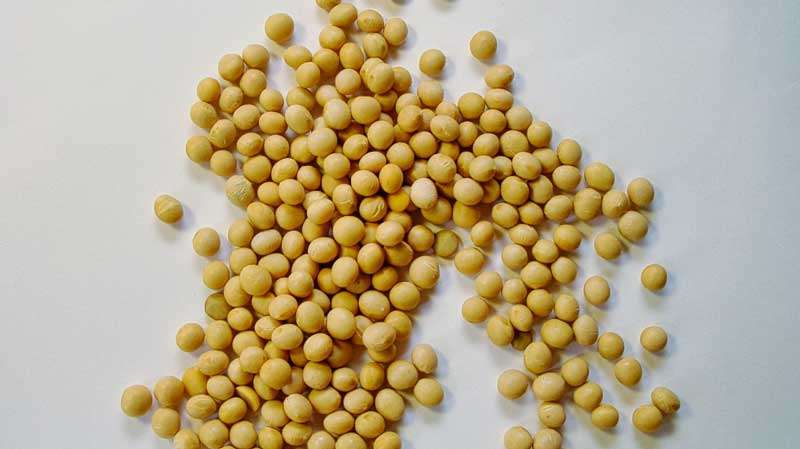 soybeans